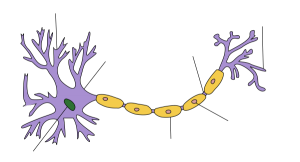 myelin- bi-quyet-tao-thien-tai